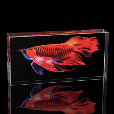 Gạch kính cá đỏ cao cấp 200x100x50mm AVSING